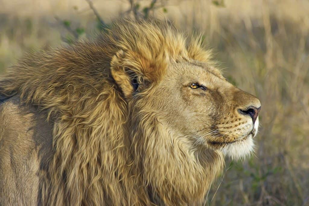 Lion photography with tele lens 200mm by a studio magazine